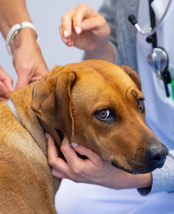 Das undatierte Bild zeigt einen Hund, der die Behandlung beim Tierarzt über sich ergehen lässt.