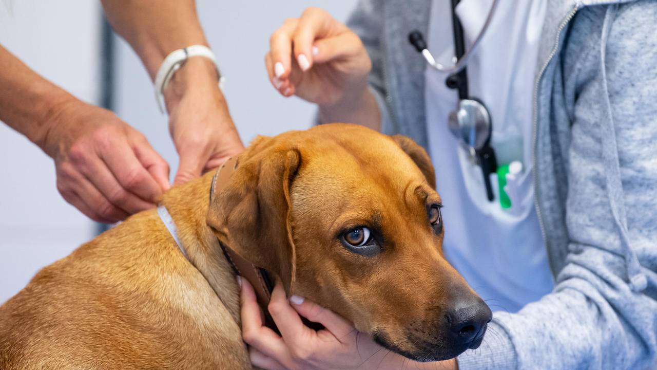 Das undatierte Bild zeigt einen Hund, der die Behandlung beim Tierarzt über sich ergehen lässt.