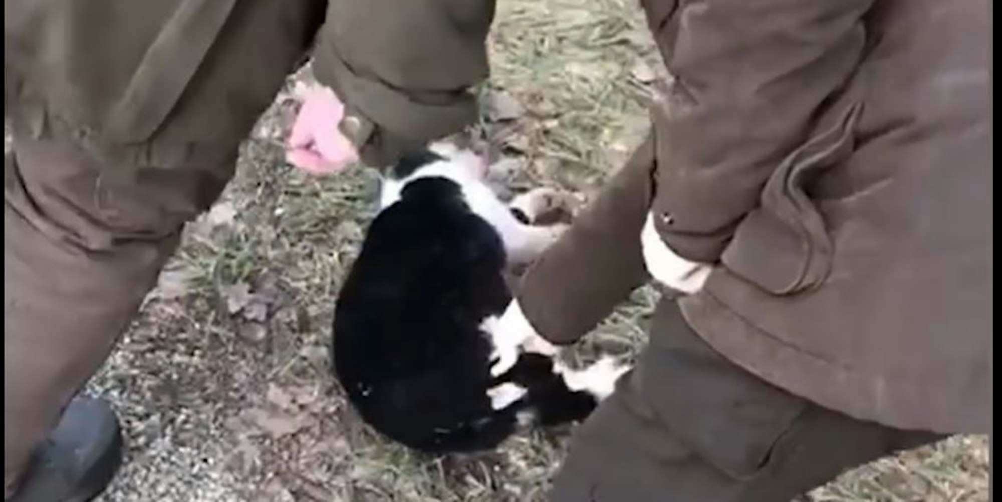 katze jägerin