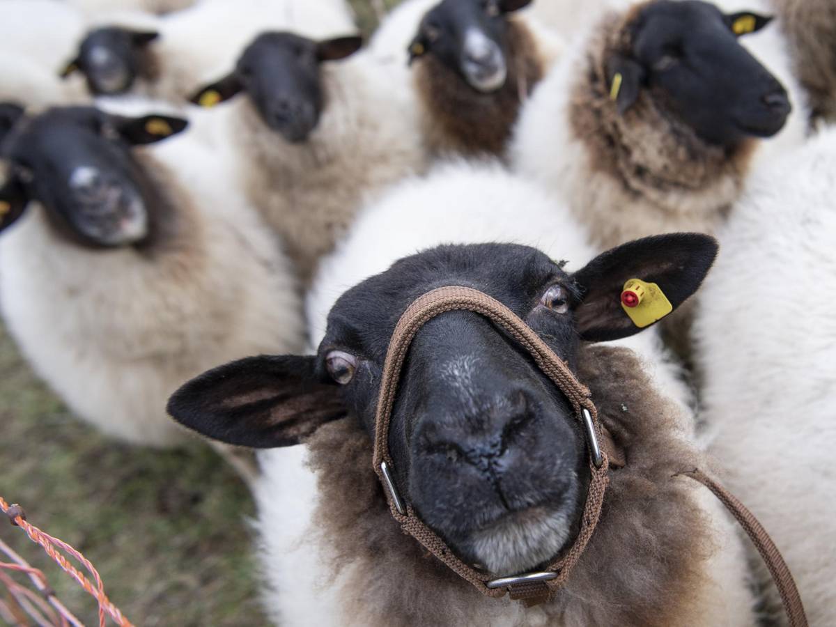 Ein Schaf guckt in die Kamera, hinter ihm stehen fünf weitere Schafe.