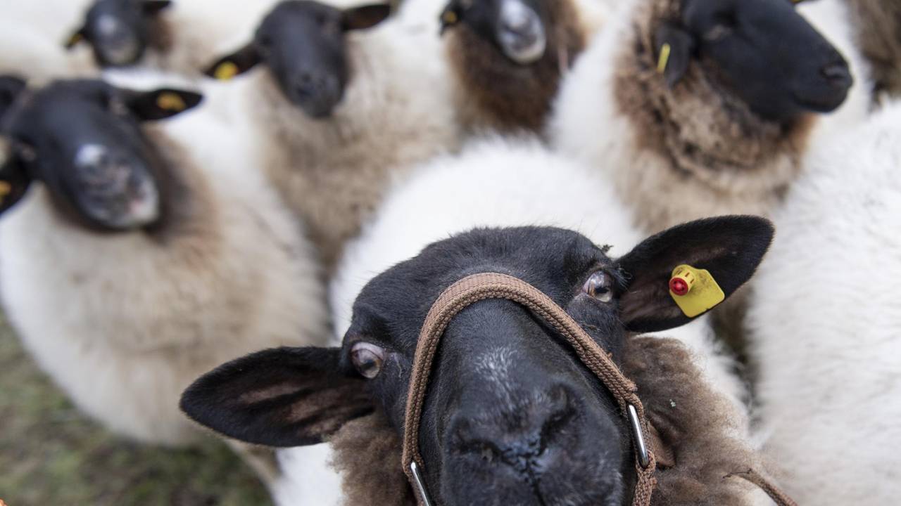 Ein Schaf guckt in die Kamera, hinter ihm stehen fünf weitere Schafe.