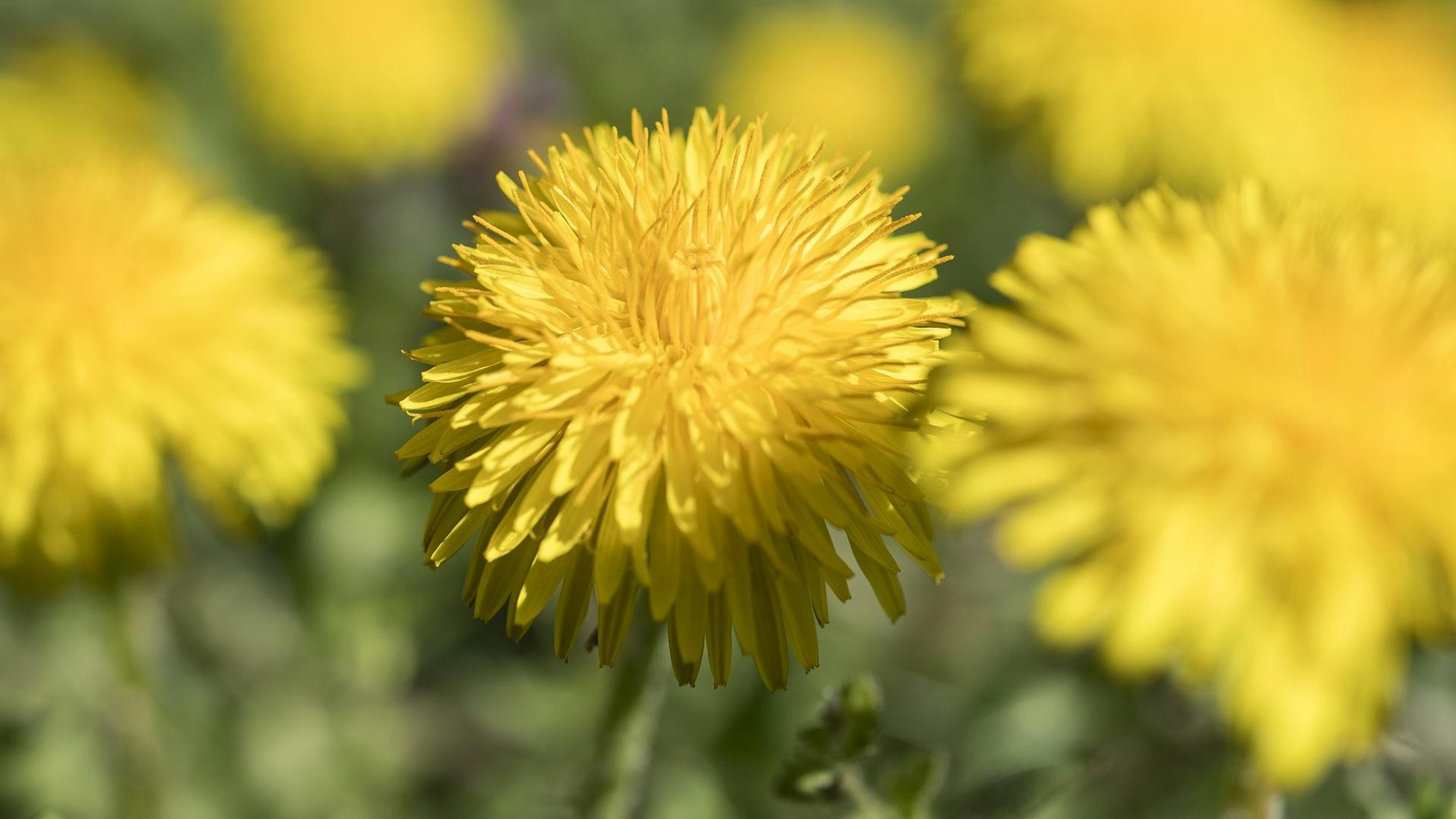 Das Foto zeigt Löwenzahn – auch Pissnelke genannt.