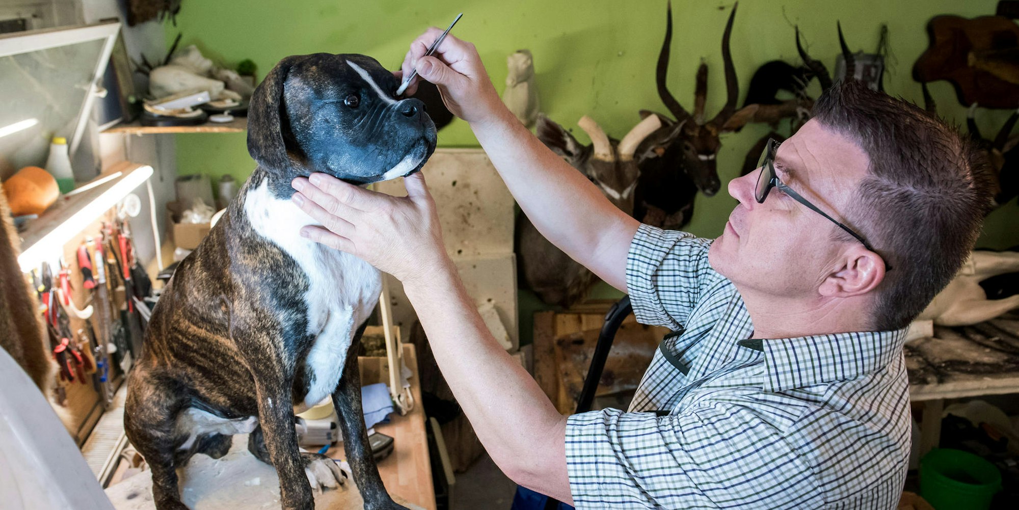 Ausgestopfter_Hund_140619