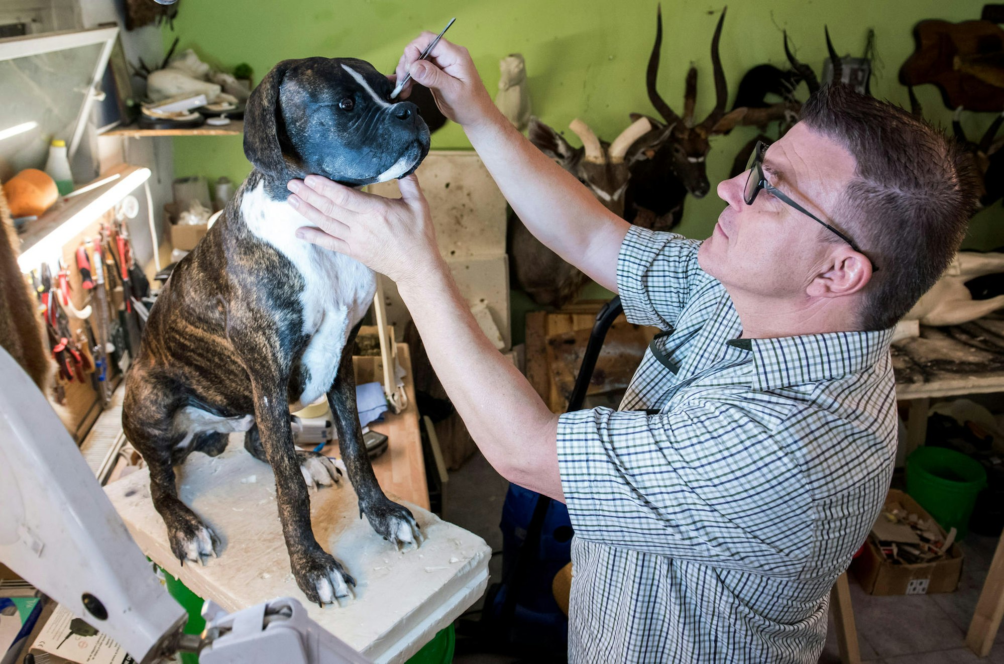 Ausgestopfter_Hund_140619