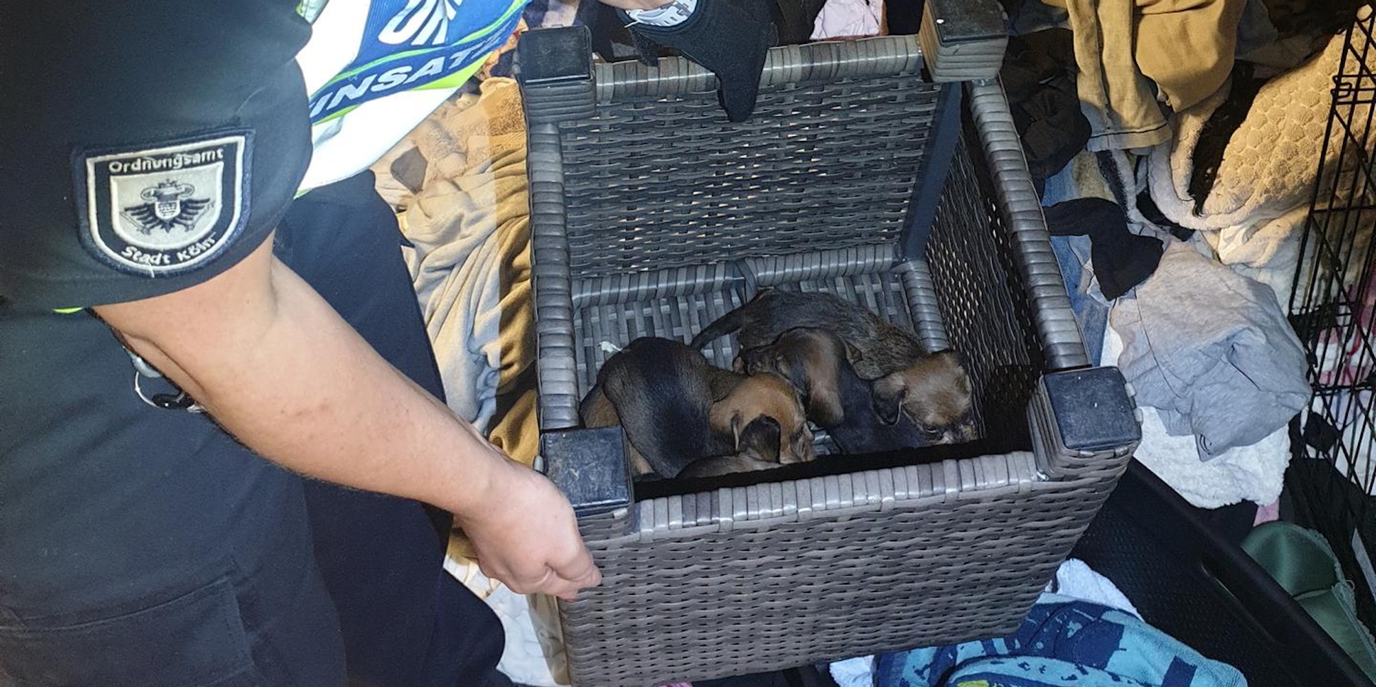 32_FOTO_Dackelwelpen