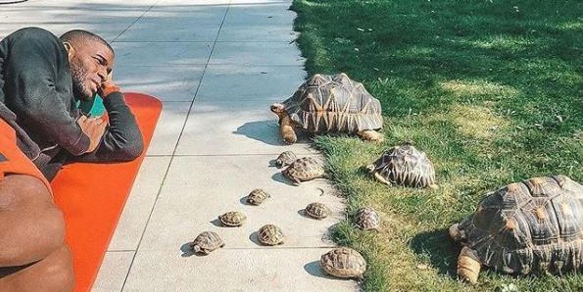 Modeste_Schildkröten