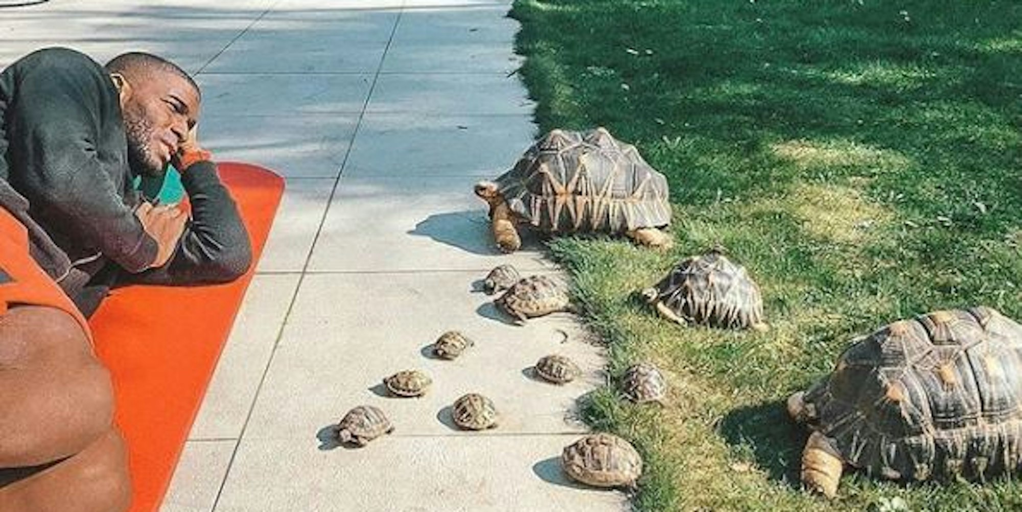 Modeste_Schildkröten