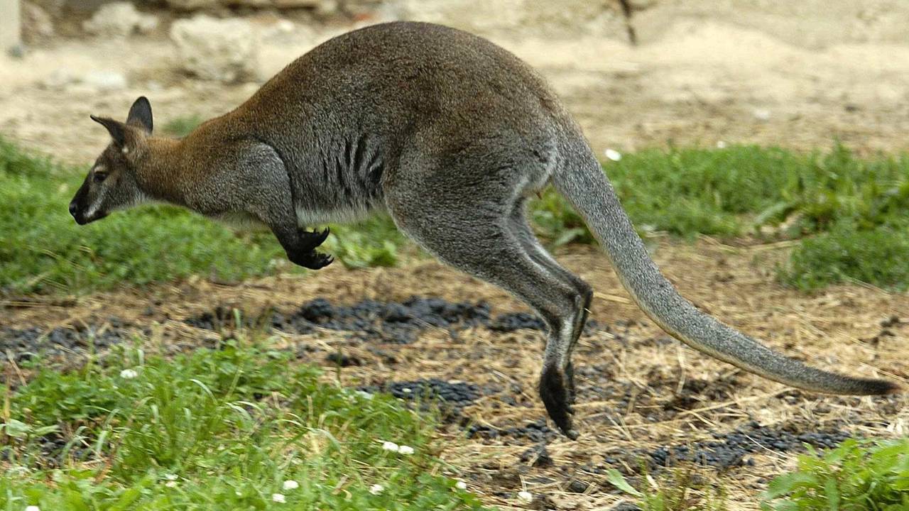 Hüpfendes_Känguru