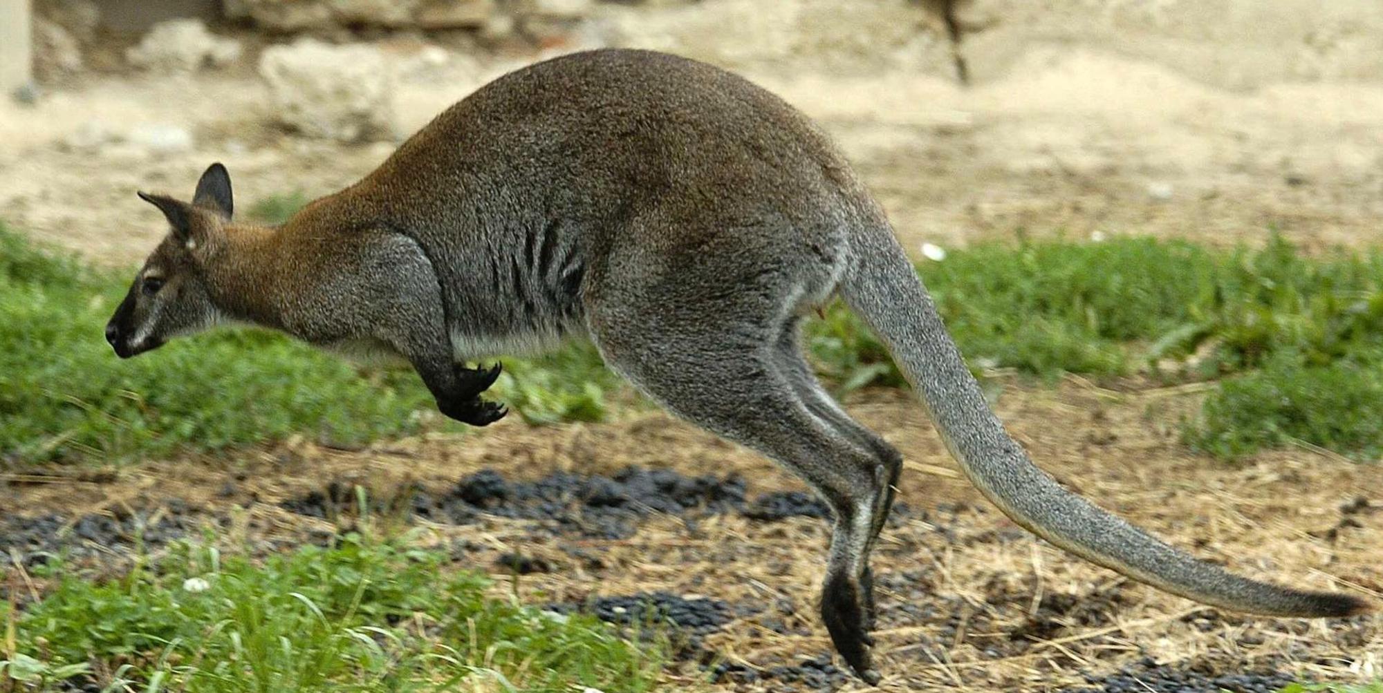 Hüpfendes_Känguru