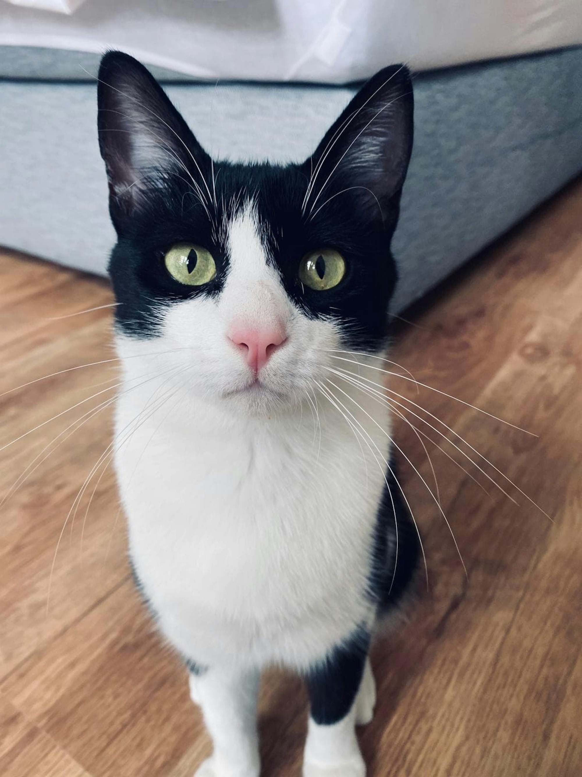 kater max