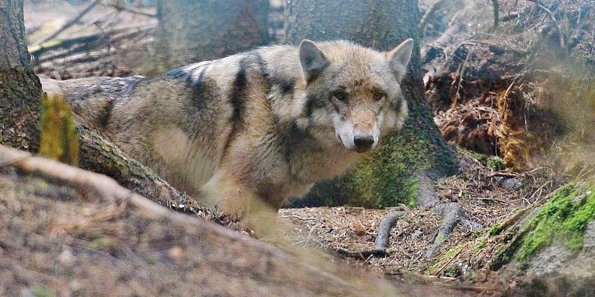wolf_wald_imago