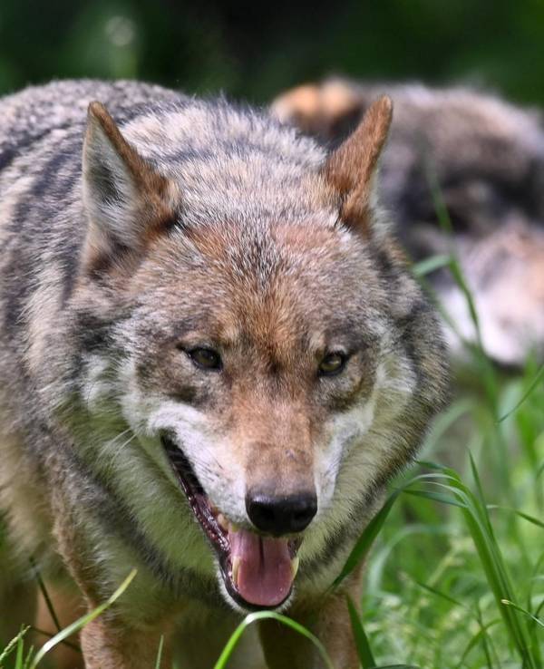 Zwei Wölfe streifen über Wiesen. Im Rhein-Sieg-Kreis sollen Herdenschutzhunde Schafe vor Wölfen bewachen.