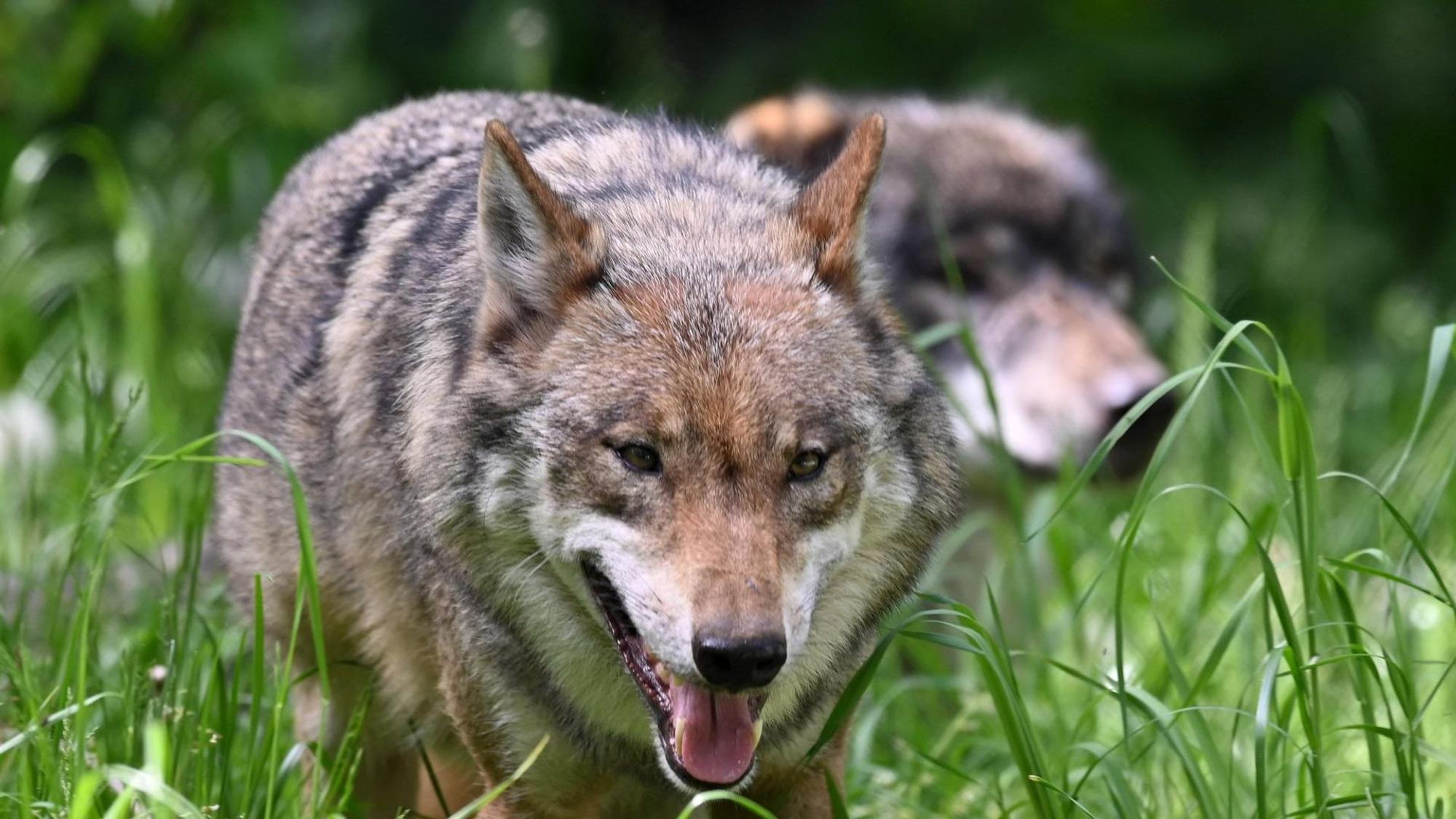 Zwei Wölfe streifen durch das Gras auf einer Wiese.
