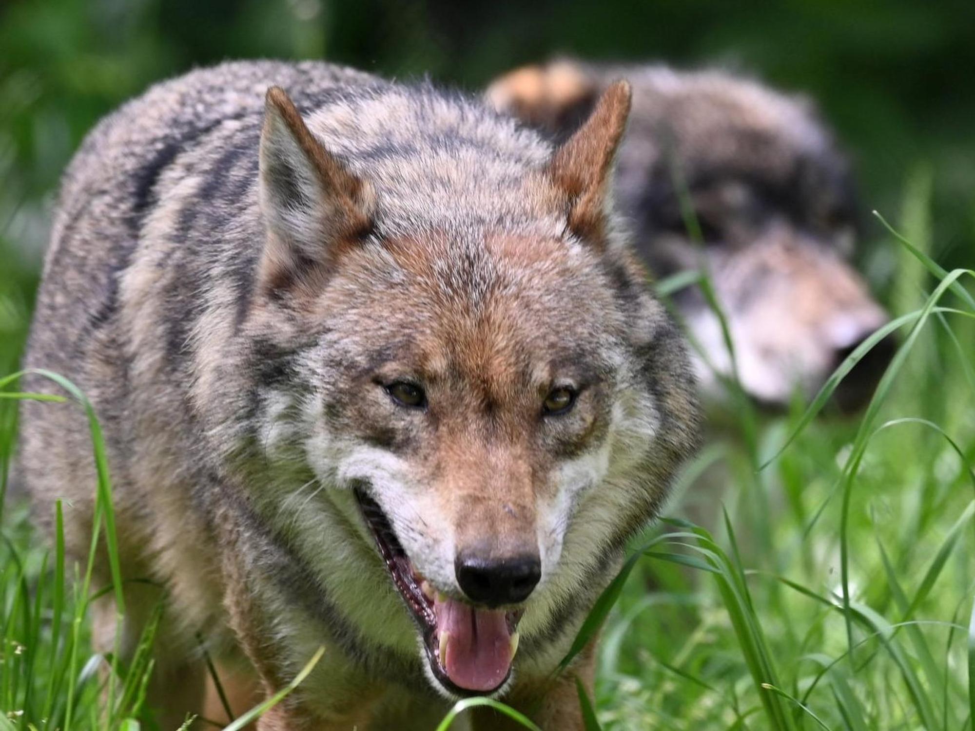 Zwei Wölfe streifen über Wiesen. Im Rhein-Sieg-Kreis sollen Herdenschutzhunde Schafe vor Wölfen bewachen.