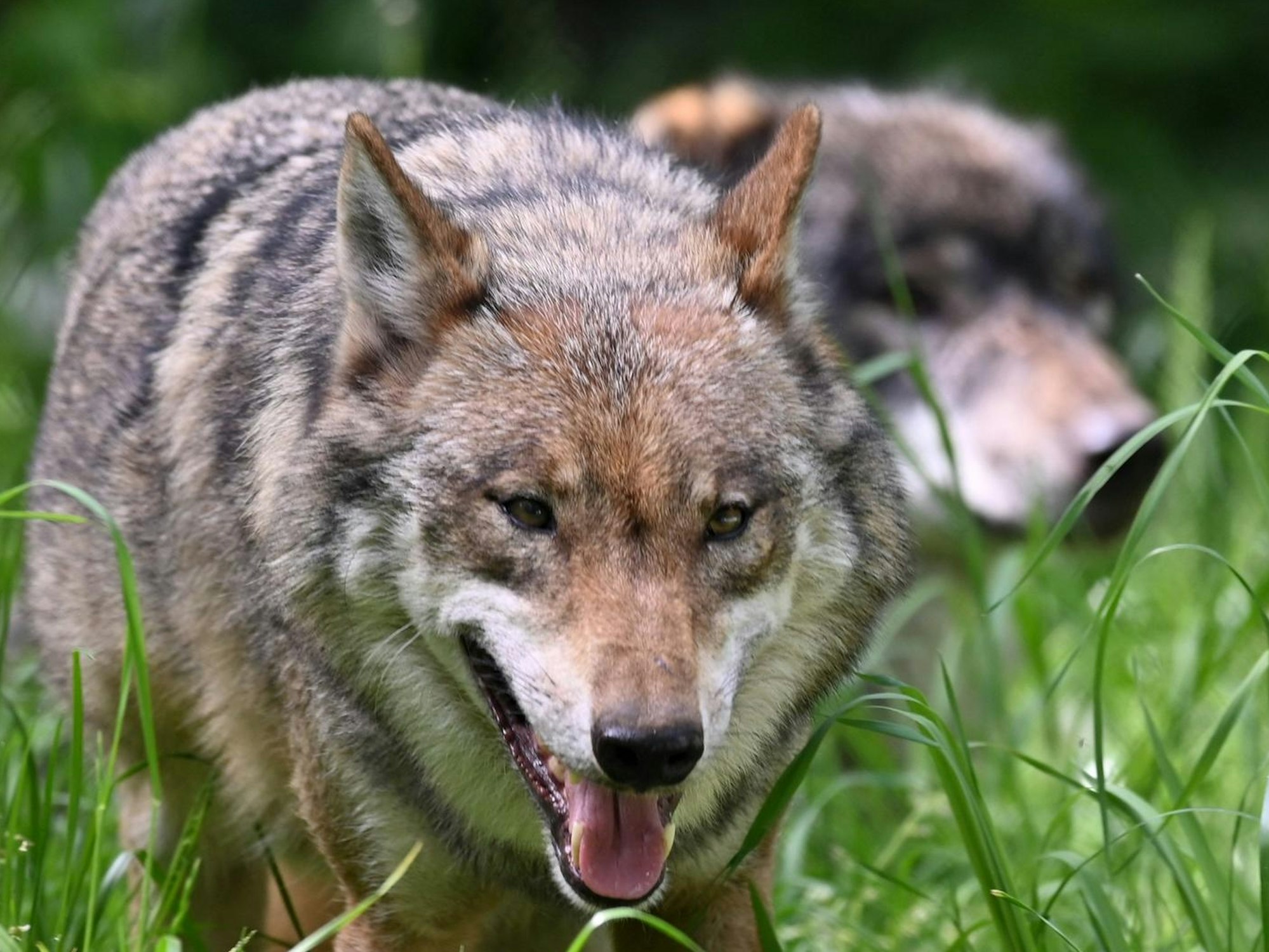 Zwei Wölfe streifen über Wiesen. Im Rhein-Sieg-Kreis sollen Herdenschutzhunde Schafe vor Wölfen bewachen.