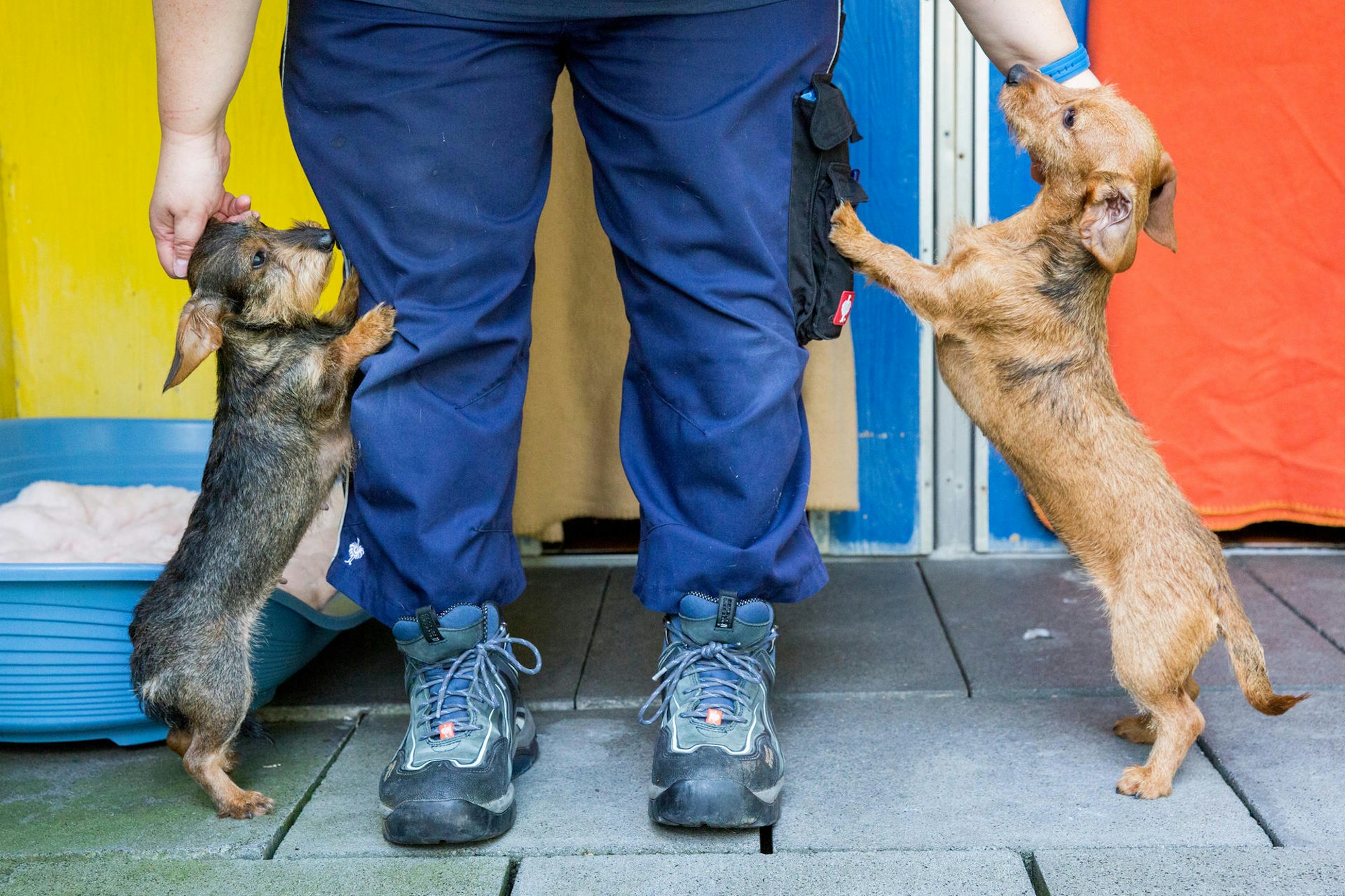 20200907-MBA-DackelTierheim-14