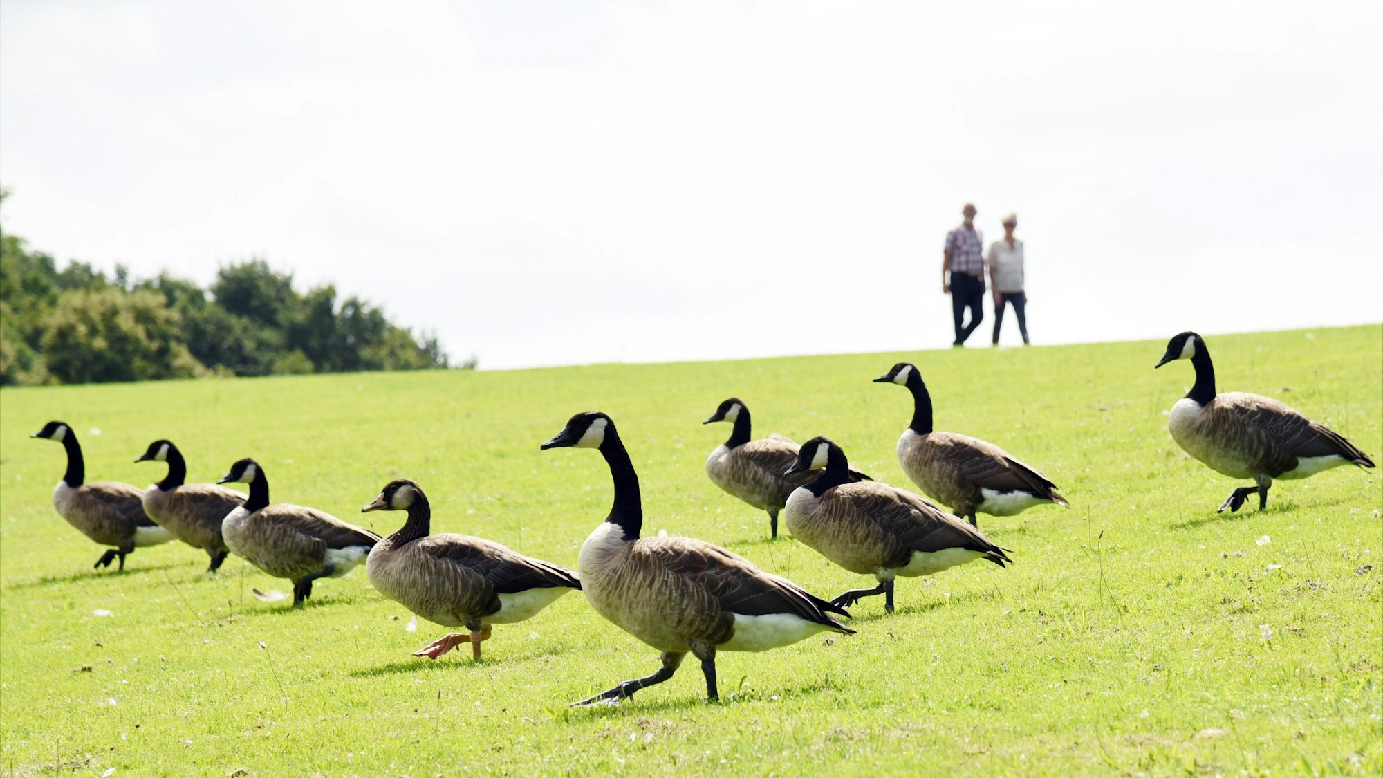 Gänse laufen über eine Wiese in der Bonner Rheinaue.