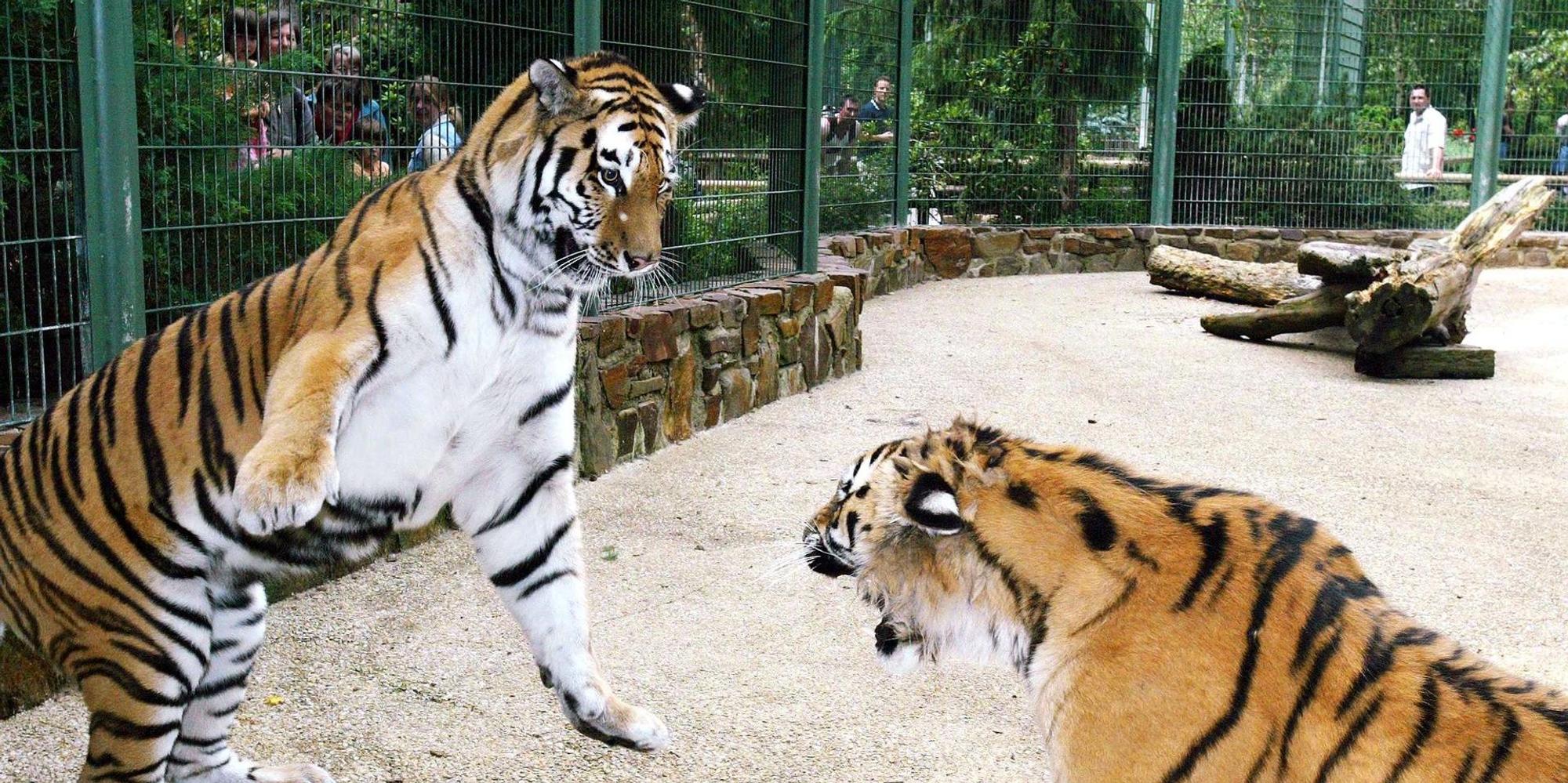 Tiger Zoo Lünebach