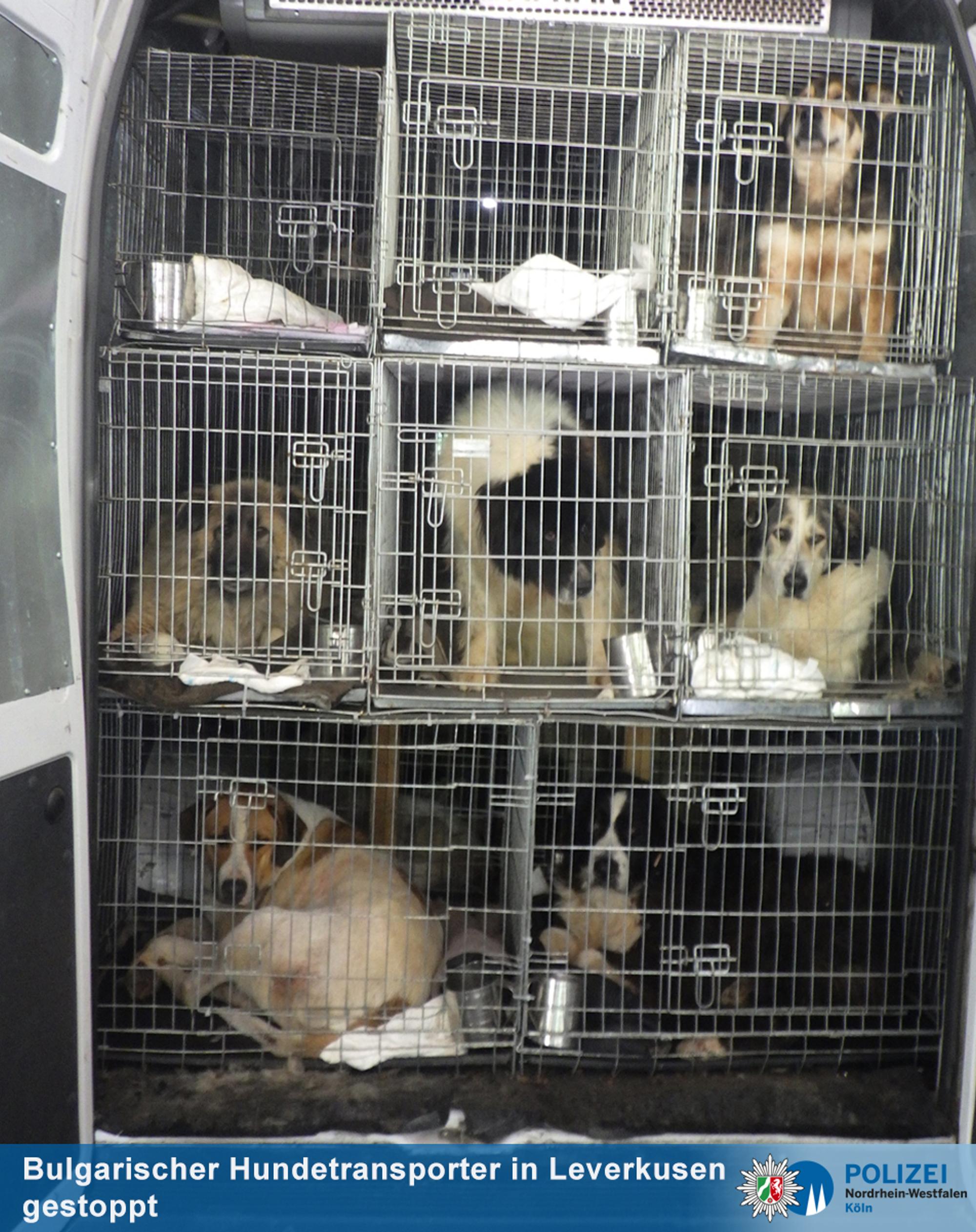 hundetransport
