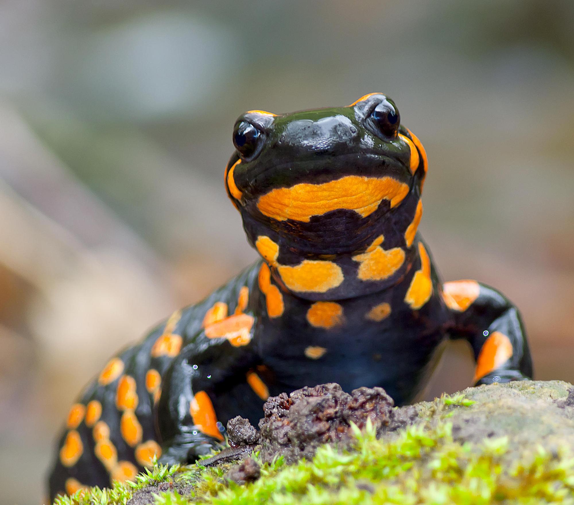 Feuersalamander_14022020