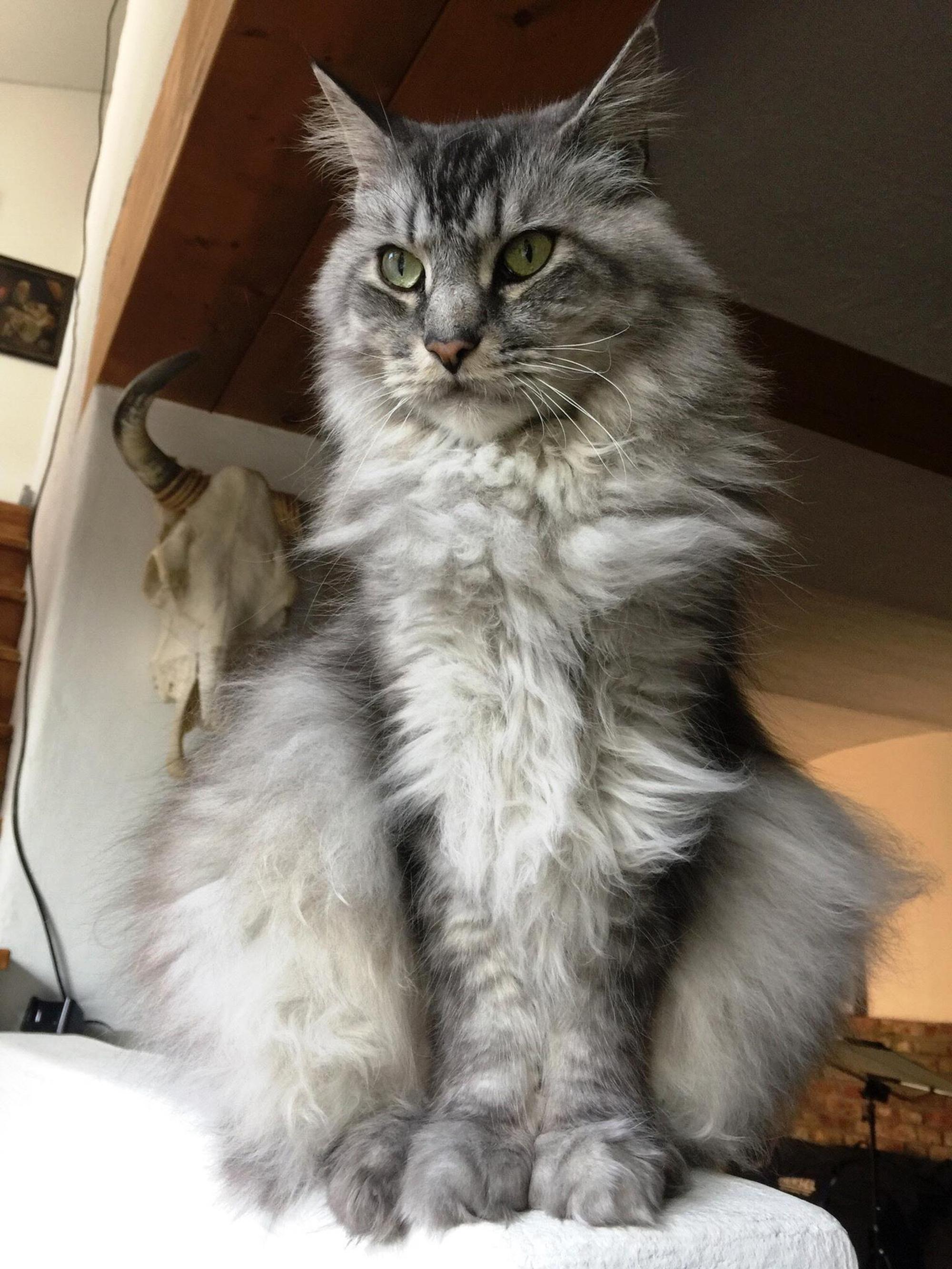 Katzenhaar_Tattoo_Katze_180323