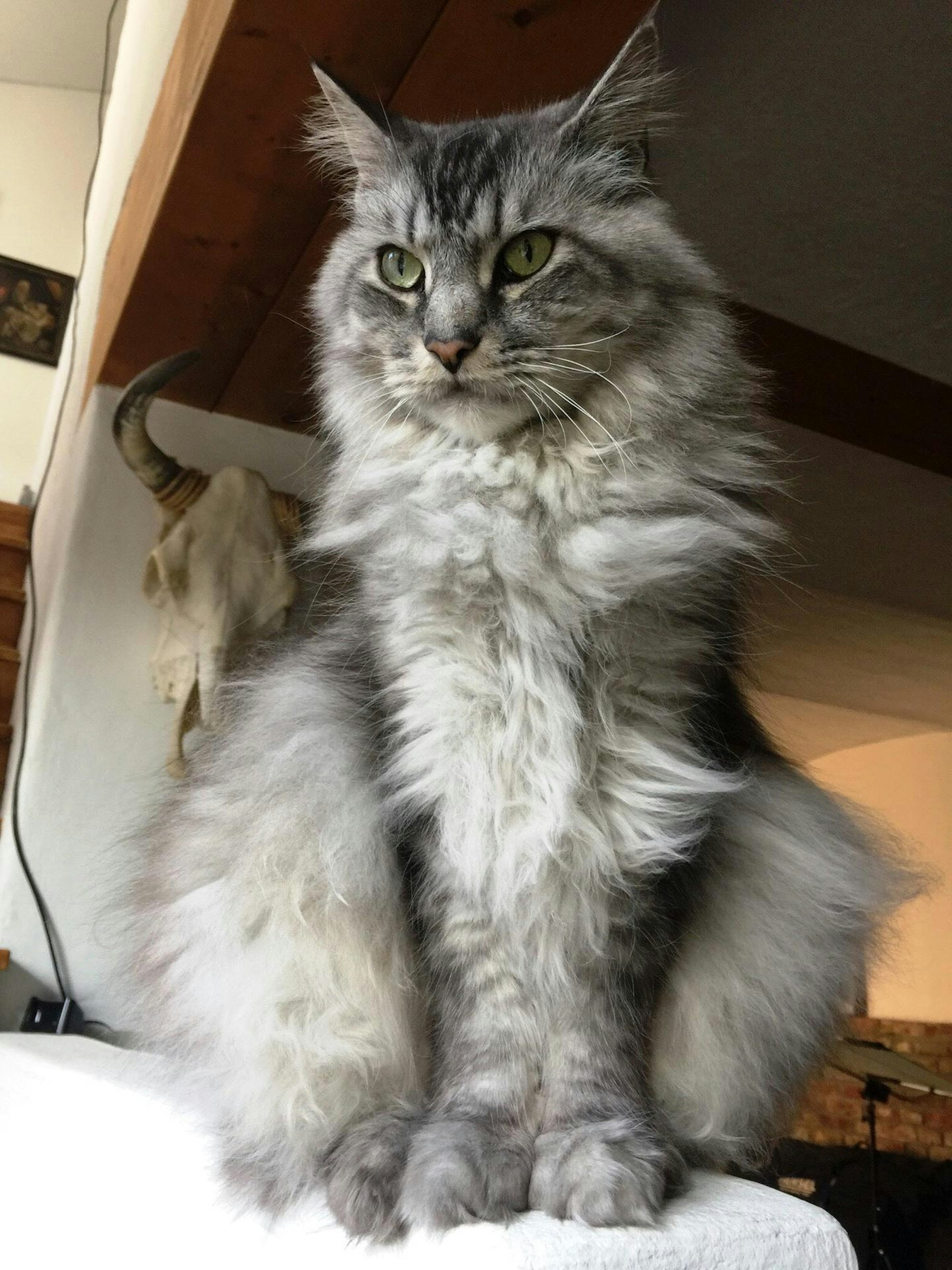 Katzenhaar_Tattoo_Katze_180323