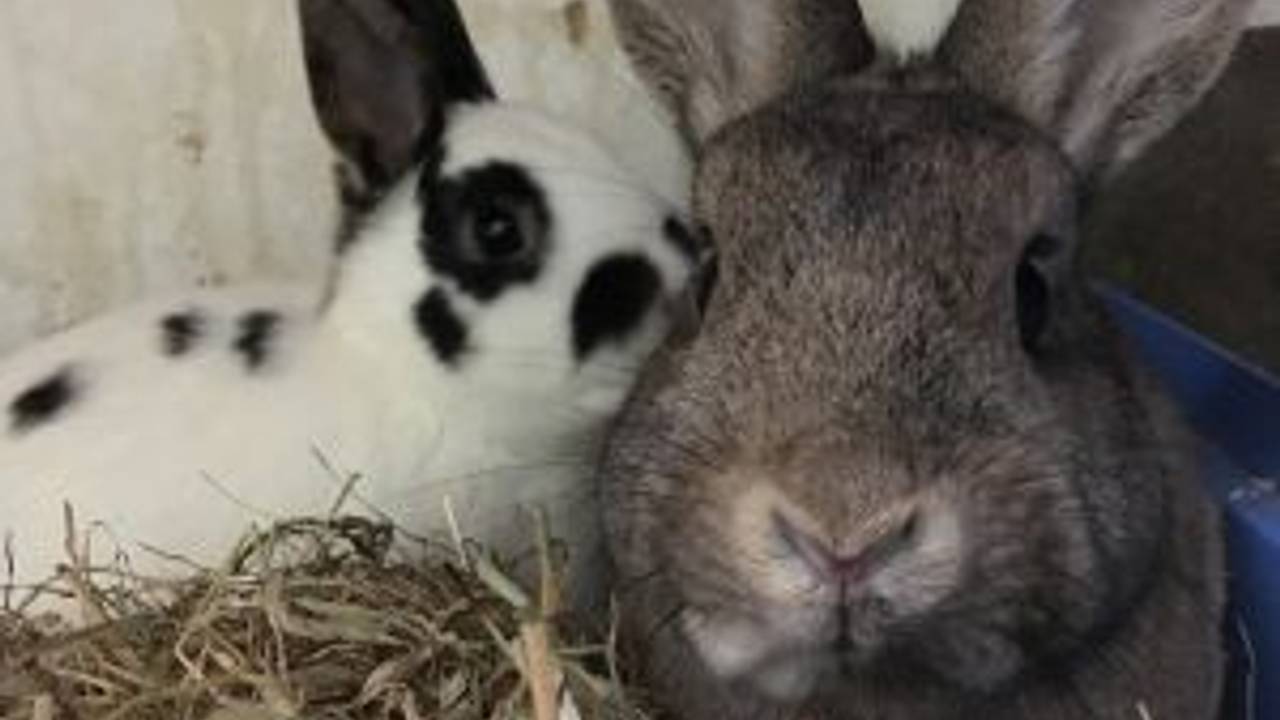 kaninchen (1)