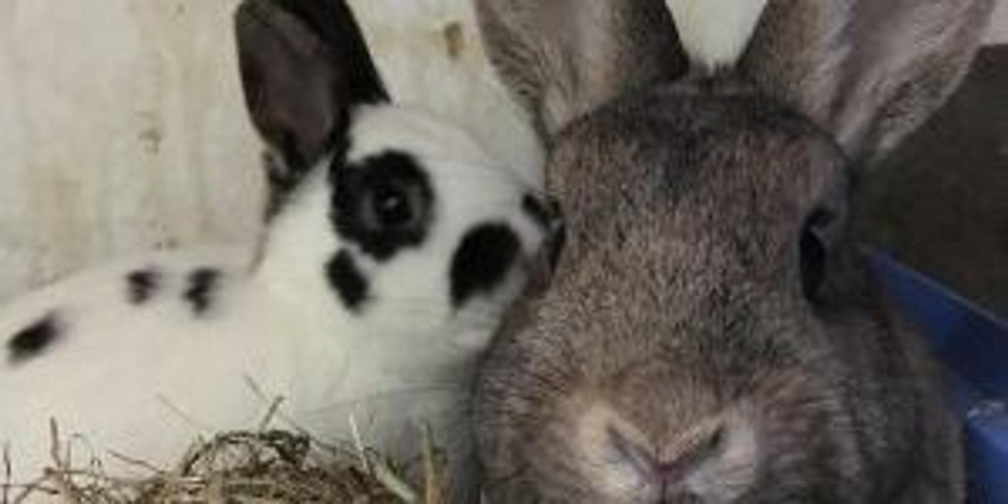 kaninchen (1)