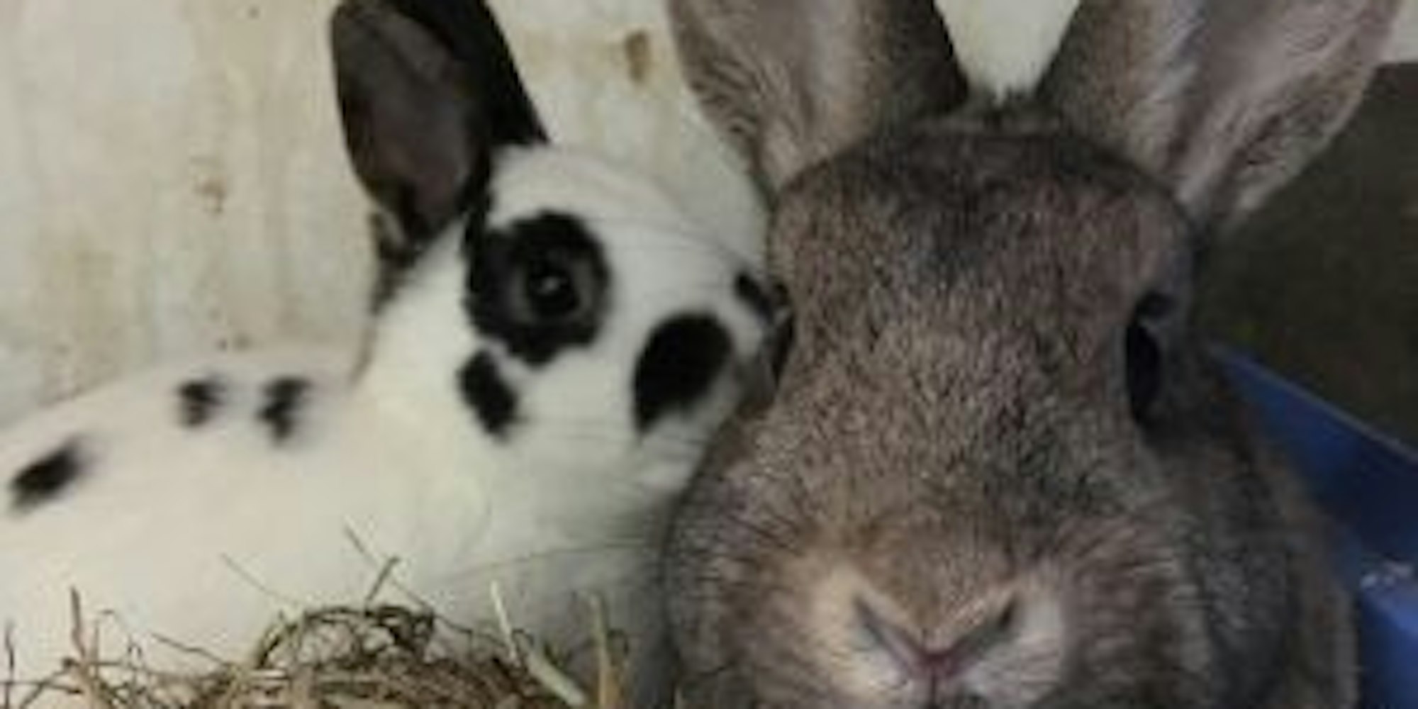 kaninchen (1)