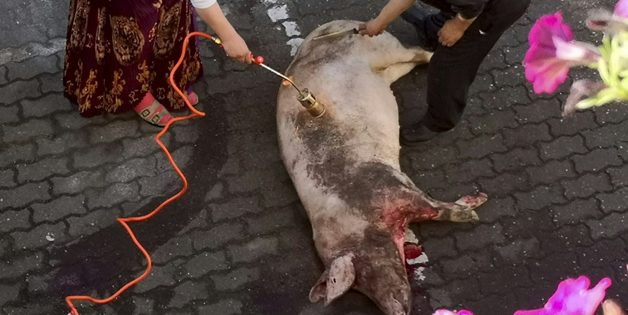 Schwein_geschlachtet