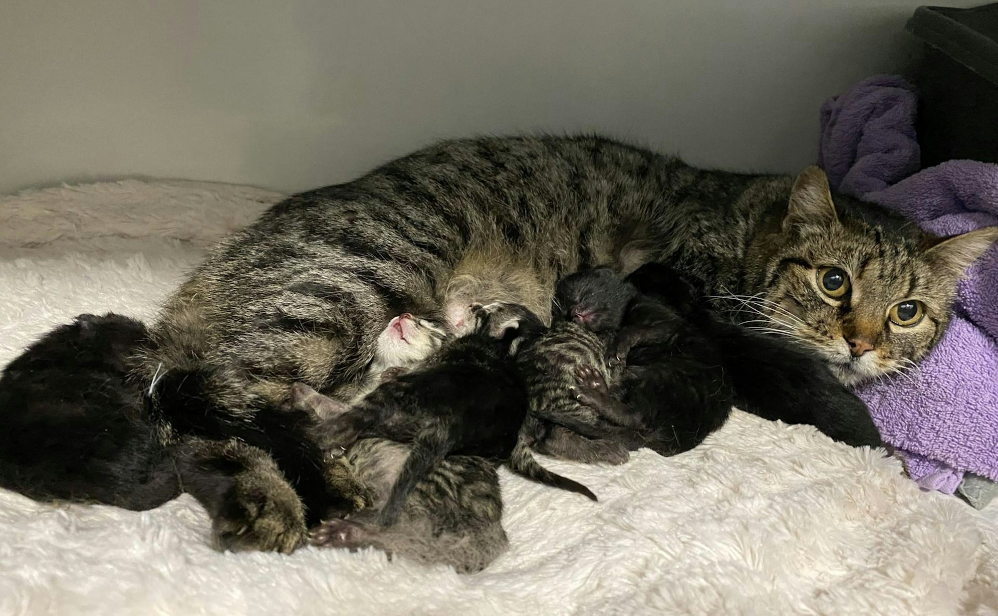 katzenmama