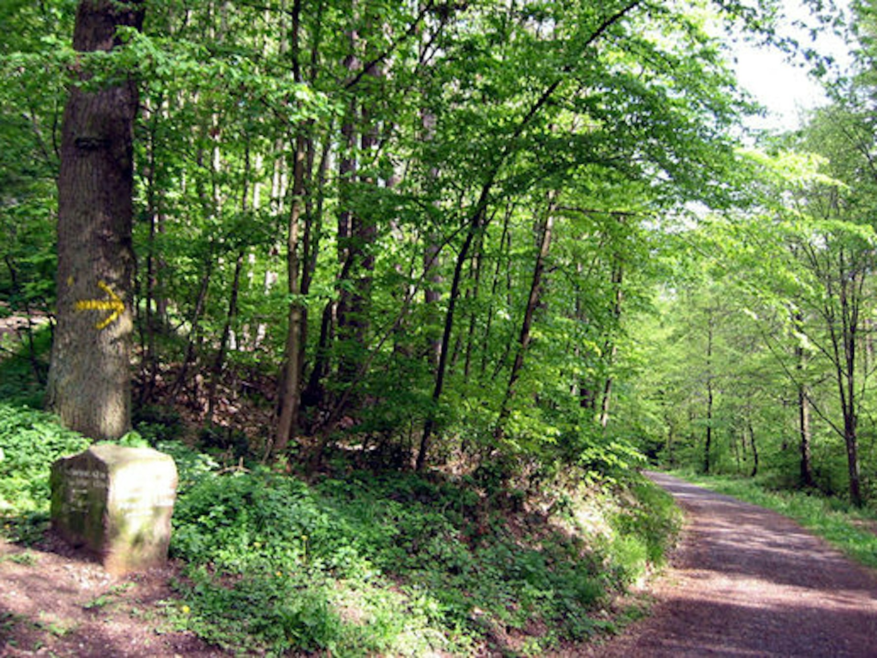 Ein Waldweg im Bonner Ennert, dem Ausläufer des Siebengebirges.