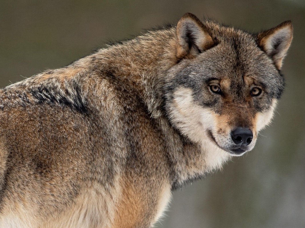 Ein Wolf schaut in die Kamera.