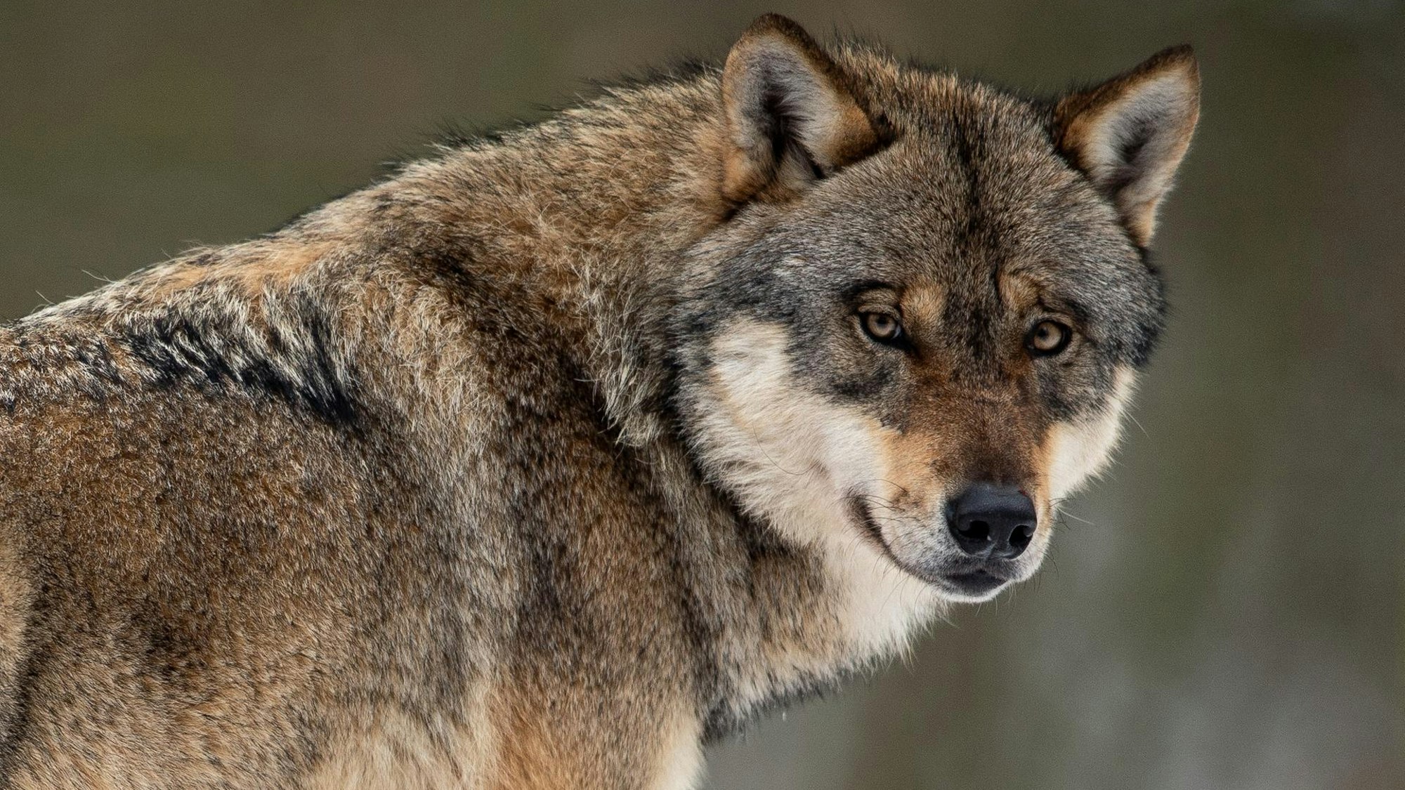 Ein Wolf.