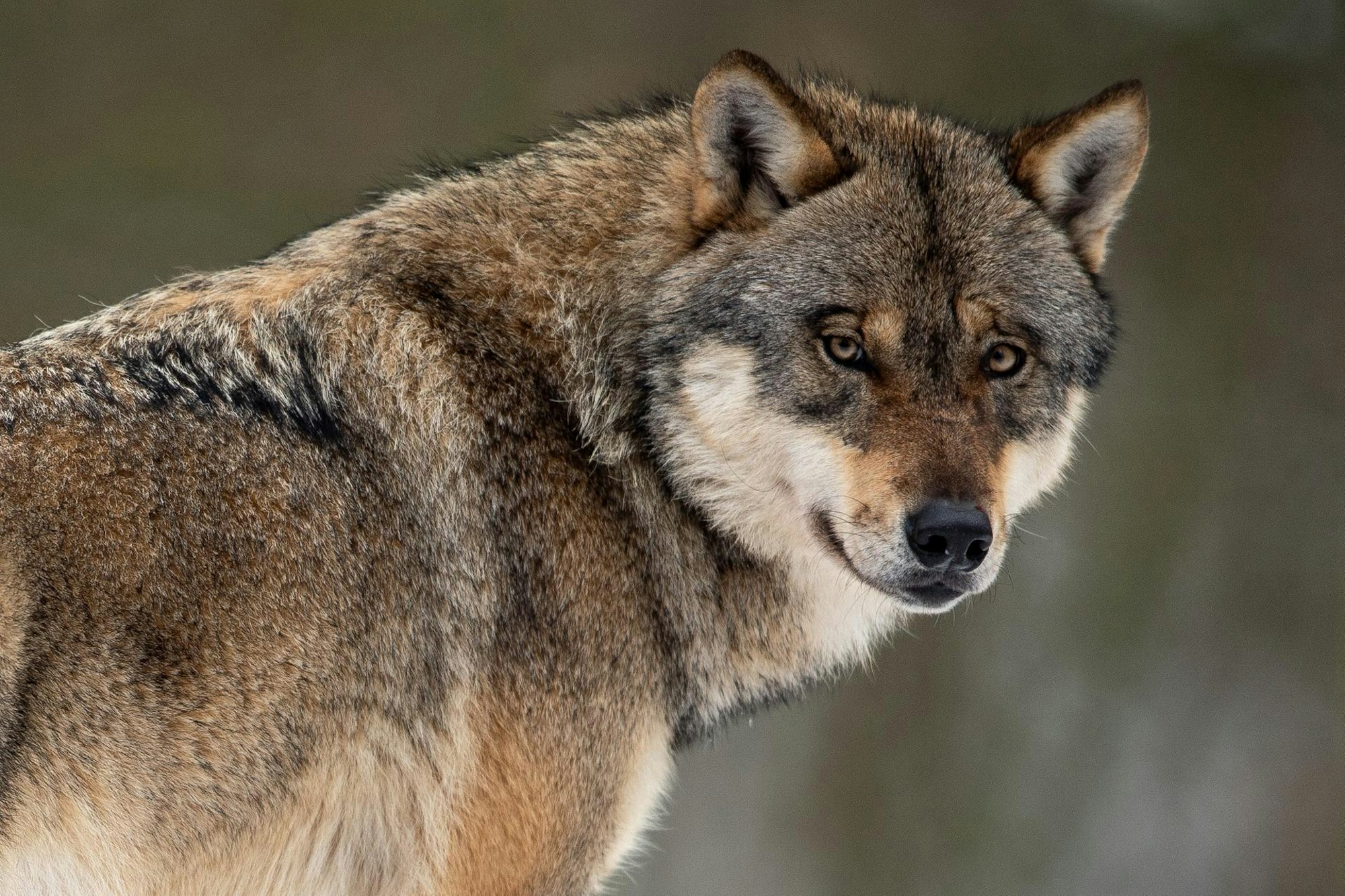 Ein Wolf schaut in die Kamera.