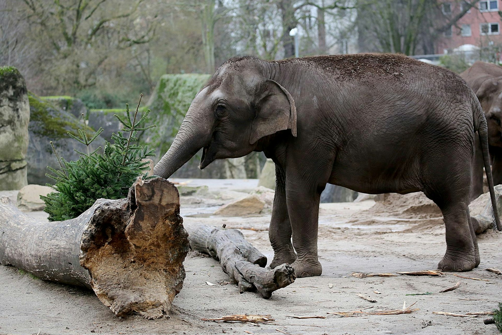 Elefant Weihnachtsbaum