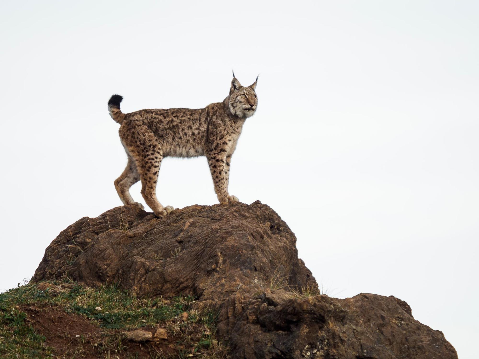 Luchs_14022020