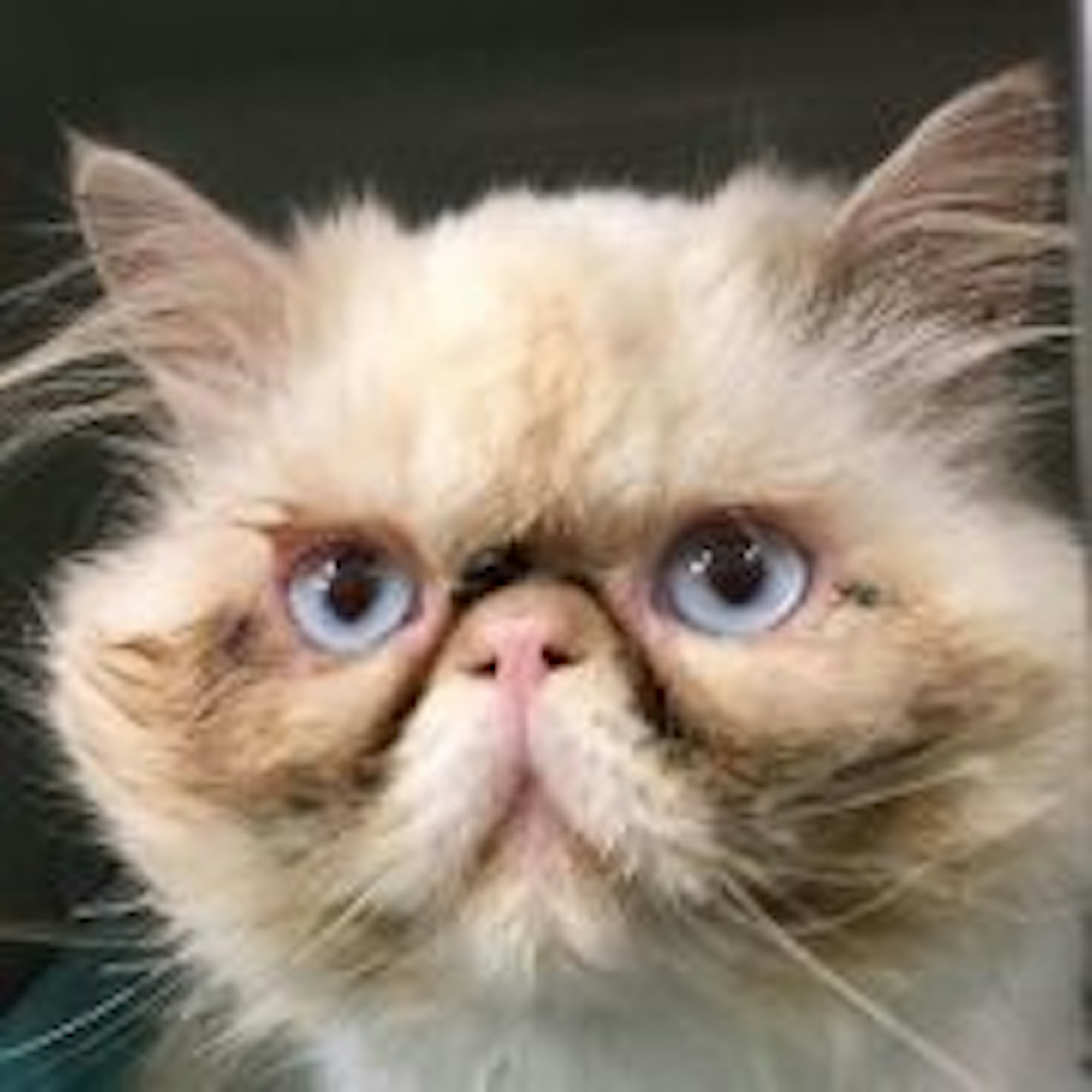 Perserkatze