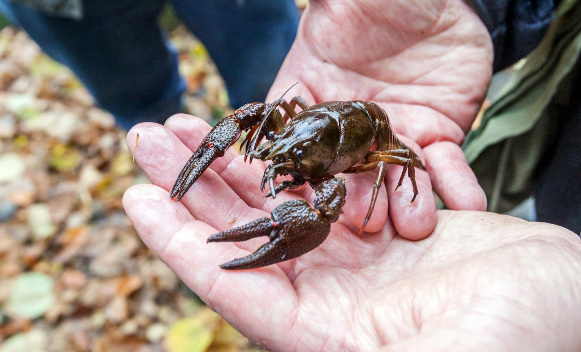 Edelkrebs_Symbolfoto_Dpa