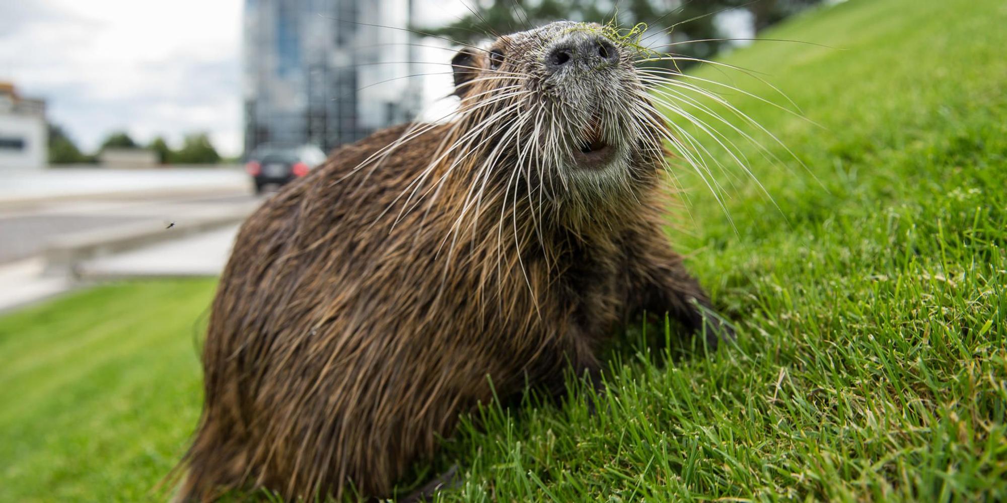 Nutria_Lippe