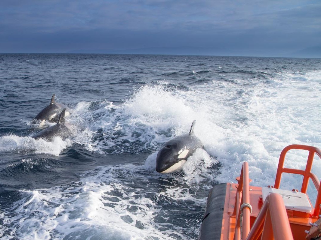 Auf der Straße von Gibraltar haben Killerwale Segelboote attackiert und beschädigt.