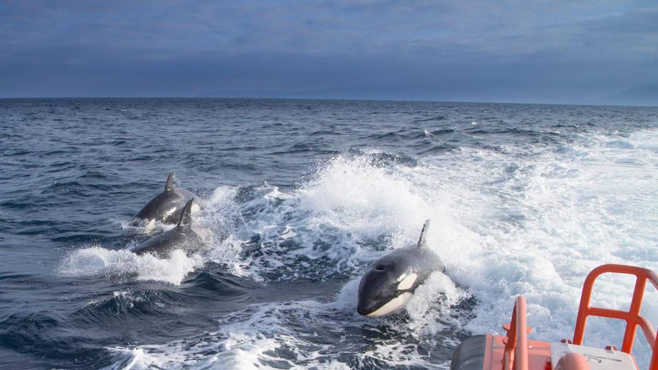 Auf der Straße von Gibraltar haben Killerwale Segelboote attackiert und beschädigt.