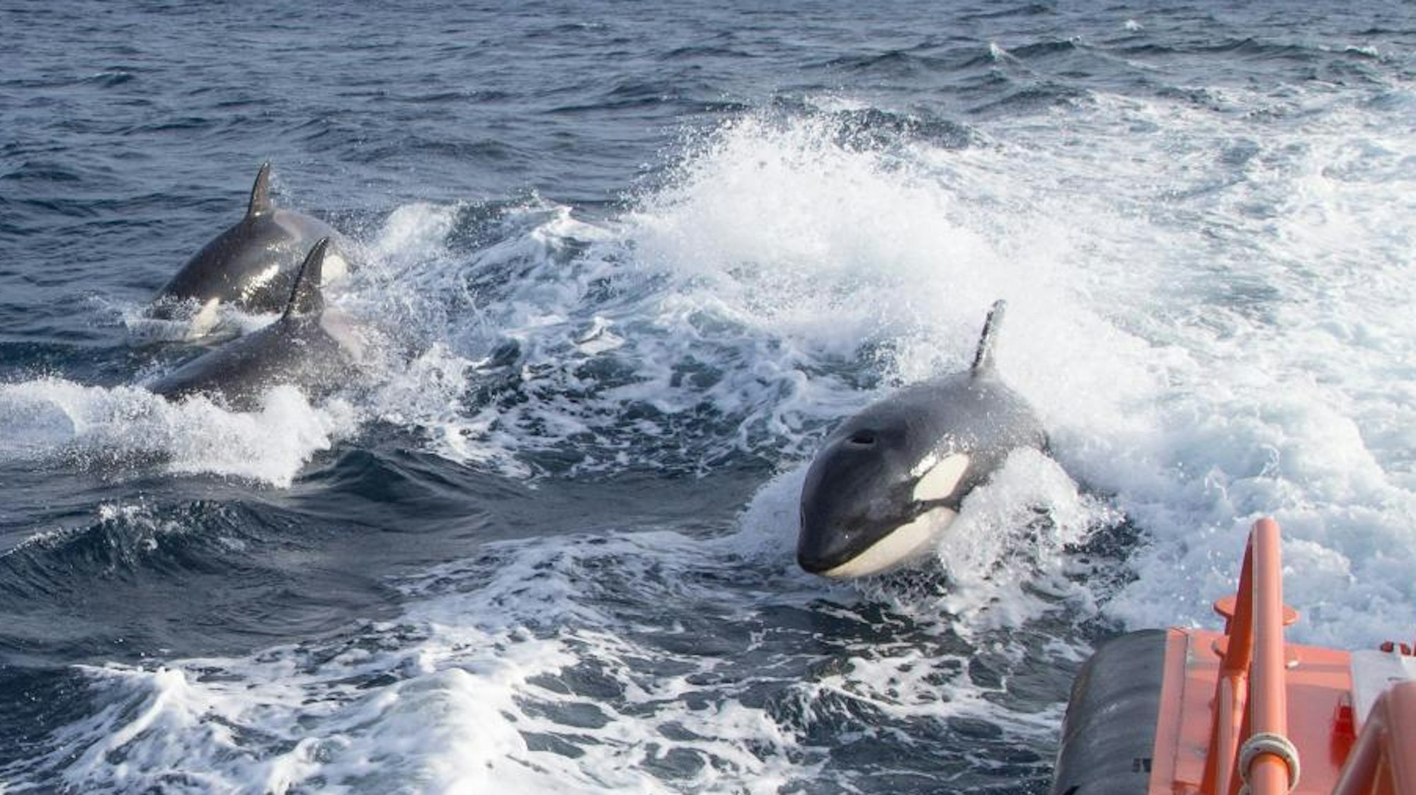 Auf der Straße von Gibraltar haben Killerwale Segelboote attackiert und beschädigt.