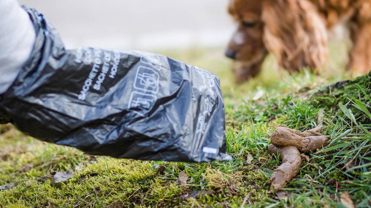 Person entfernt Hundekot mit Tüte.