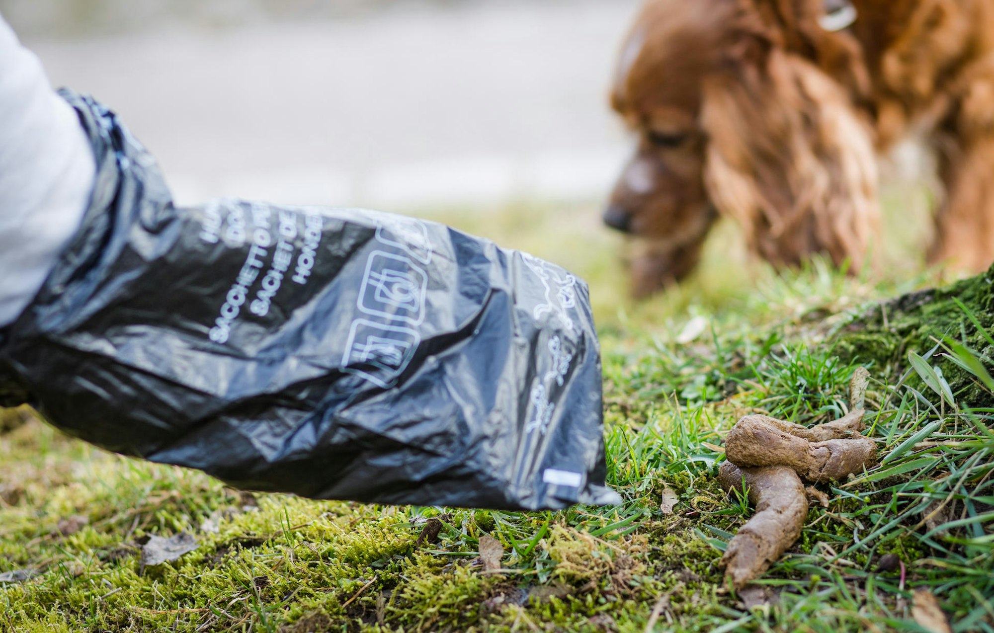 Person entfernt Hundekot mit Tüte.