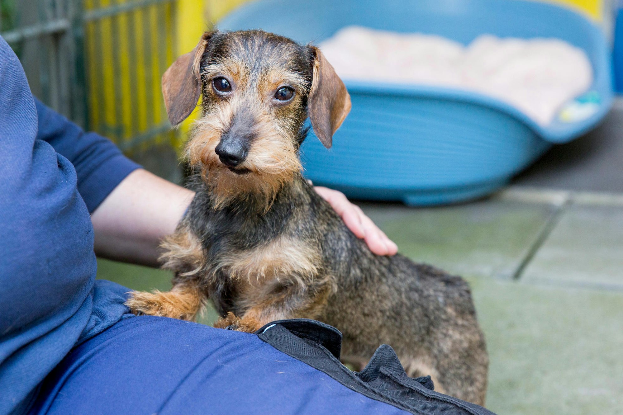 20200907-MBA-DackelTierheim-03