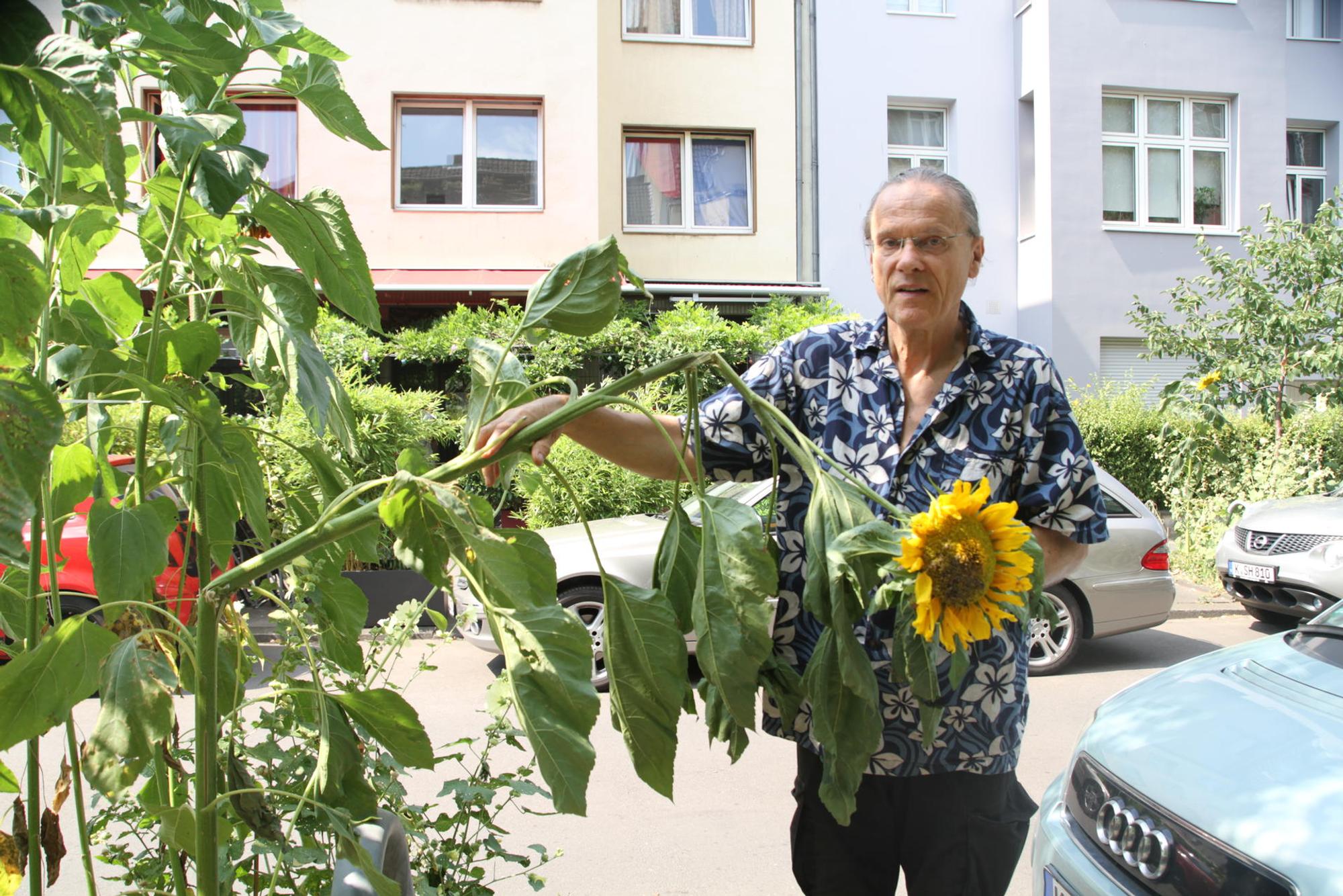 Walter_Hoischen_Sonnenblumen