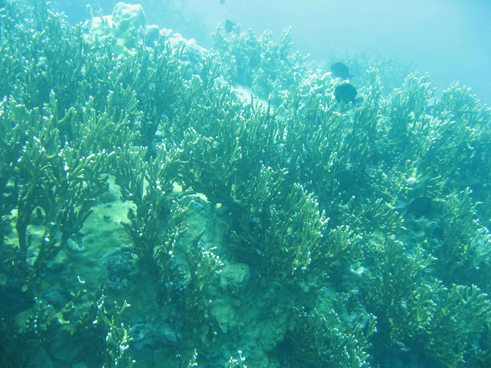 feuerkoralle_kunzmann