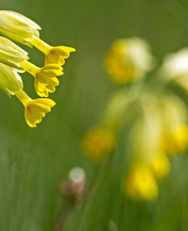 Schluesselblume