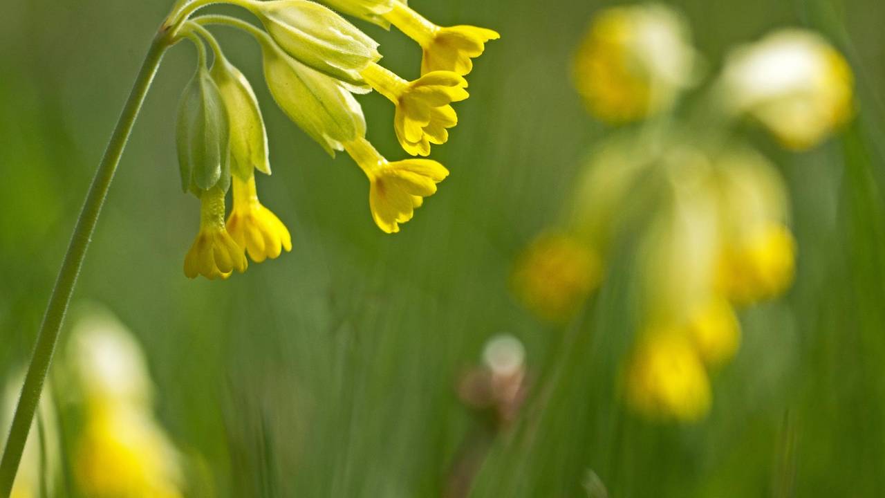 Schluesselblume